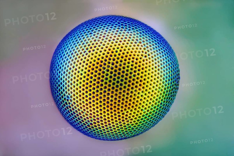 Eye of a green lacewing