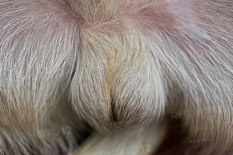 Blond hairy scrotum from young dog