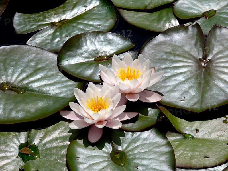 Water lily