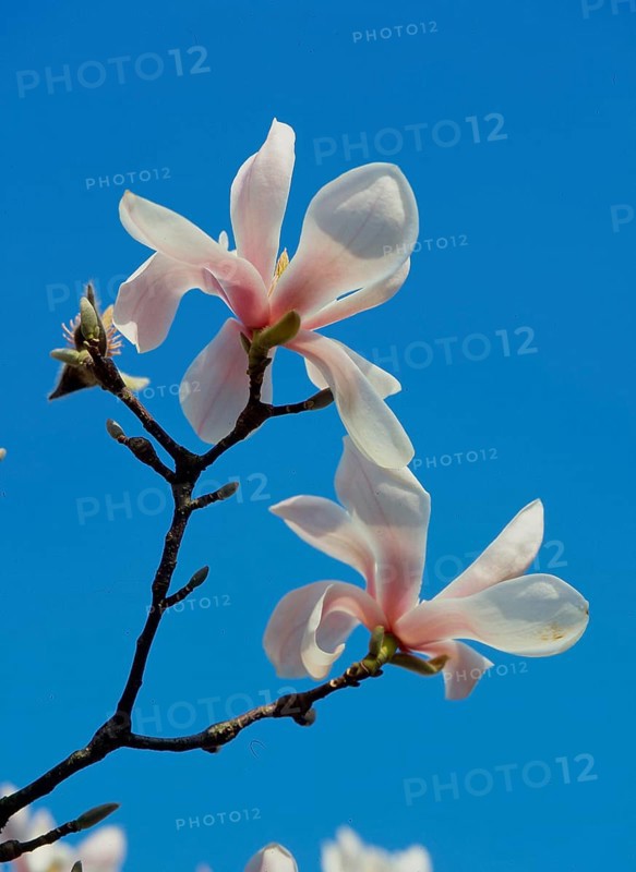 Tulip Magnolia Magnolia x soulangia