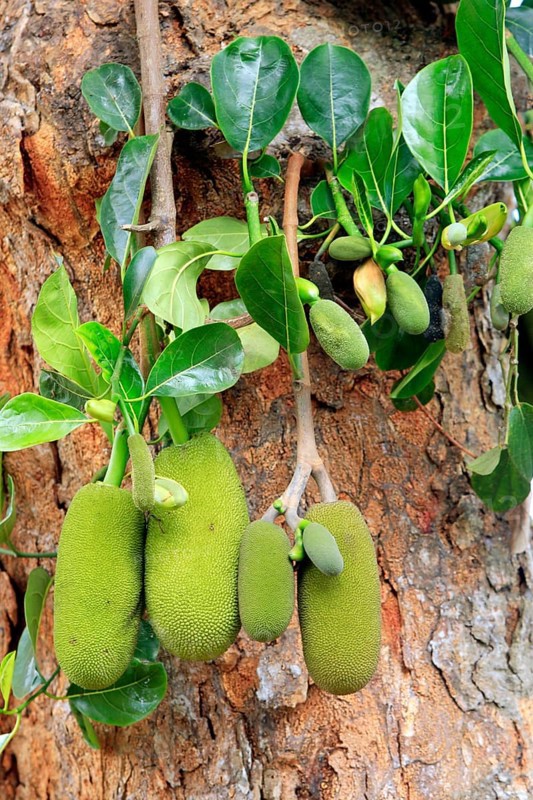 Jackfruit tree