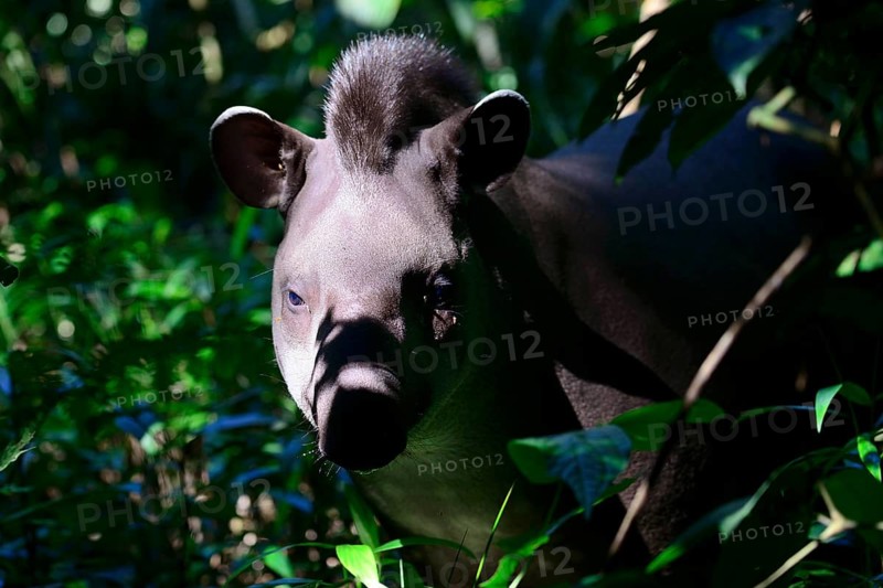 Lowland tapir