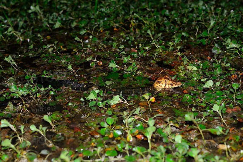 Young yacare caiman