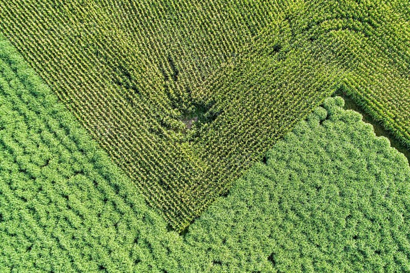 Aerial view of a field silver grass