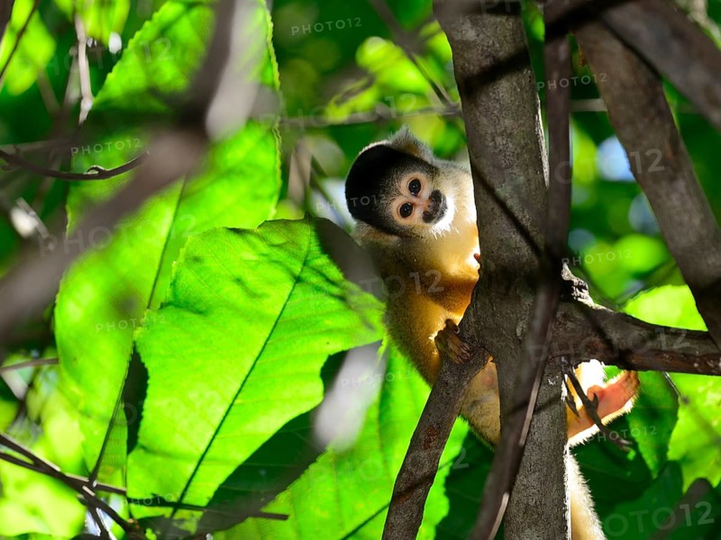 Black-capped squirrel monkey