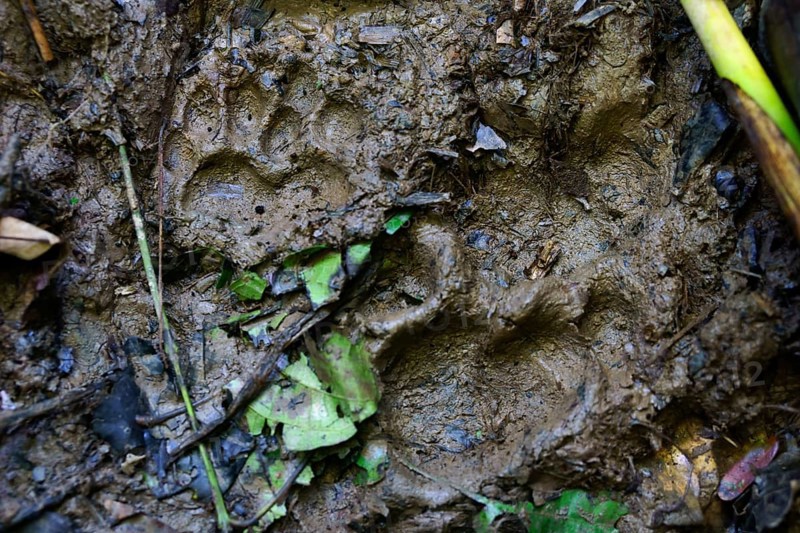 Paw print
