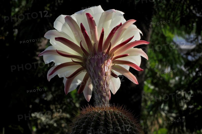 flower of queen of the night
