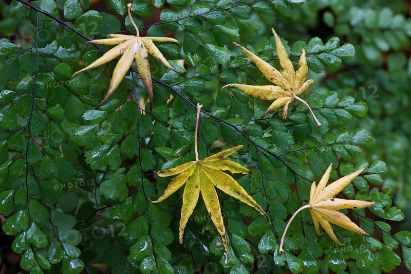 Leaves of smooth japanese maple
