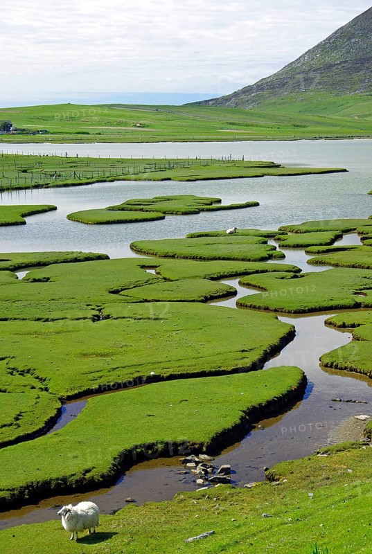 Sheep in a green tidal landscape crossed by small streams