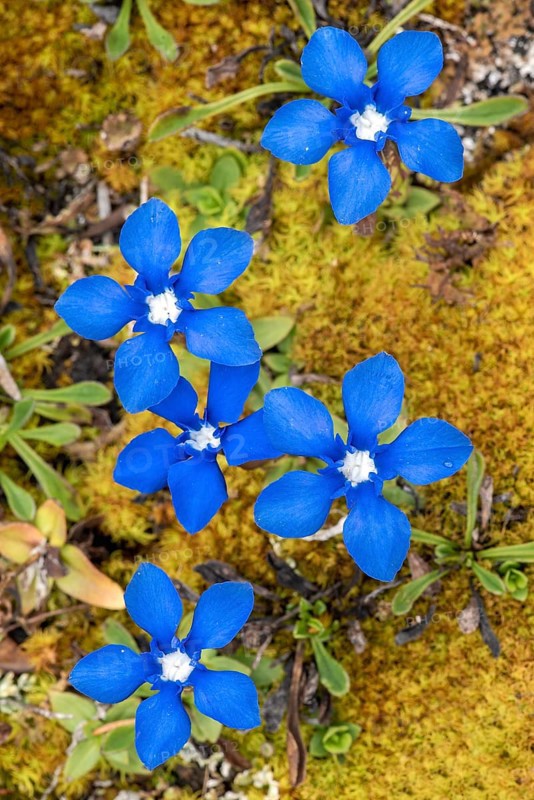 Spring gentian