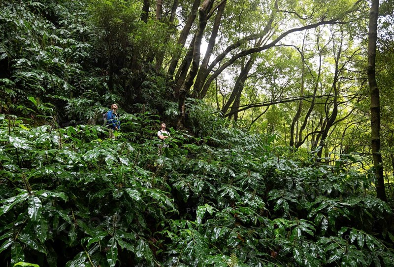 Hikers on the way to the Salto do Prego waterfall past the large-leaved perennials of the butterfly ginger