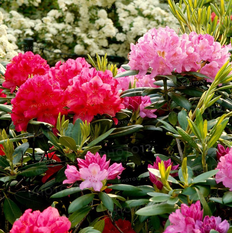 Rhododendron