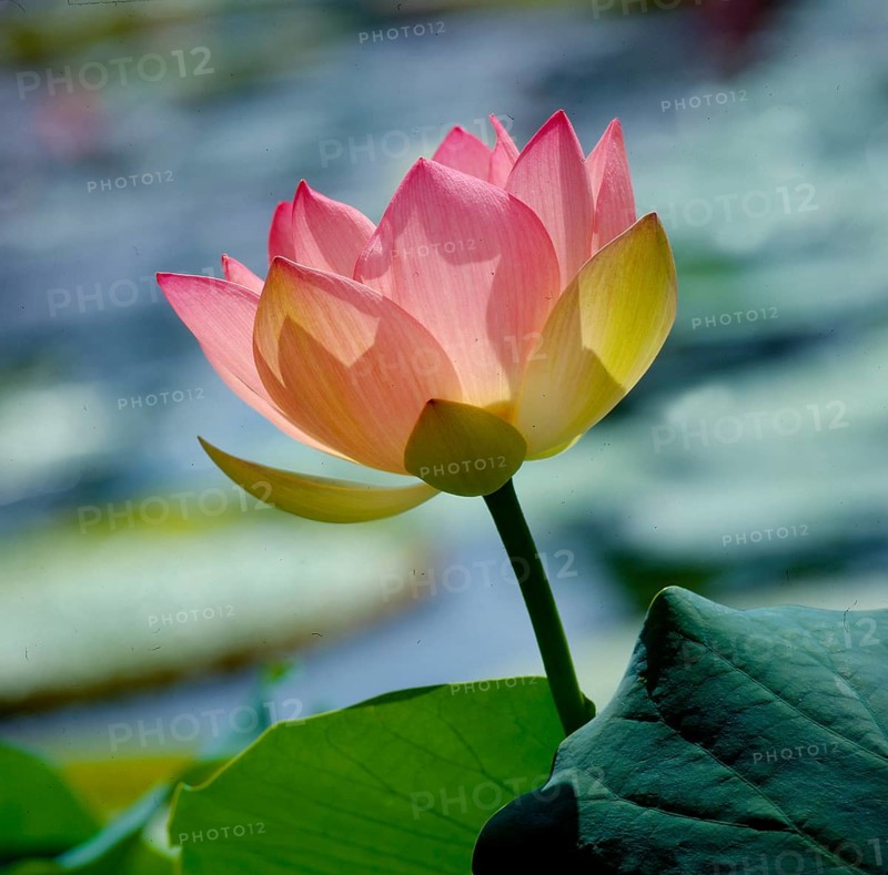 Lotus
