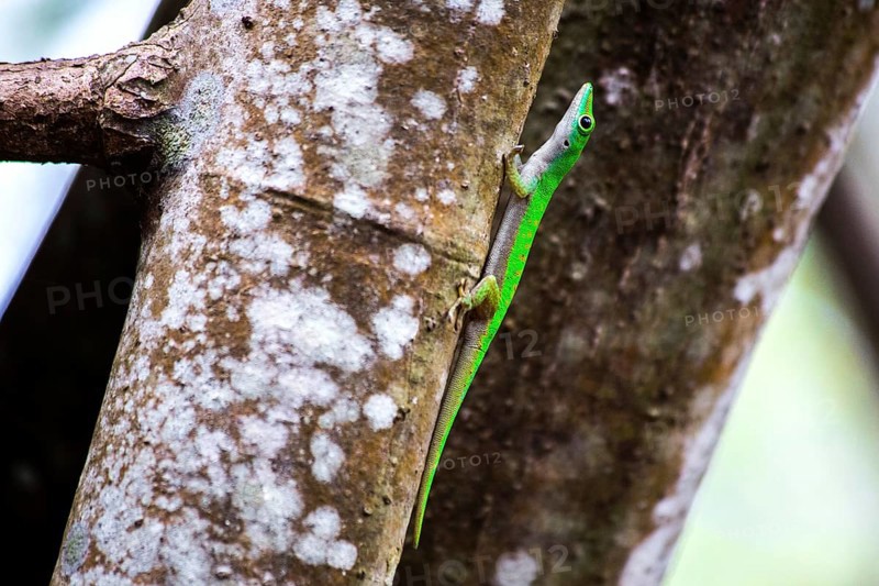 Seychelles giant day gecko