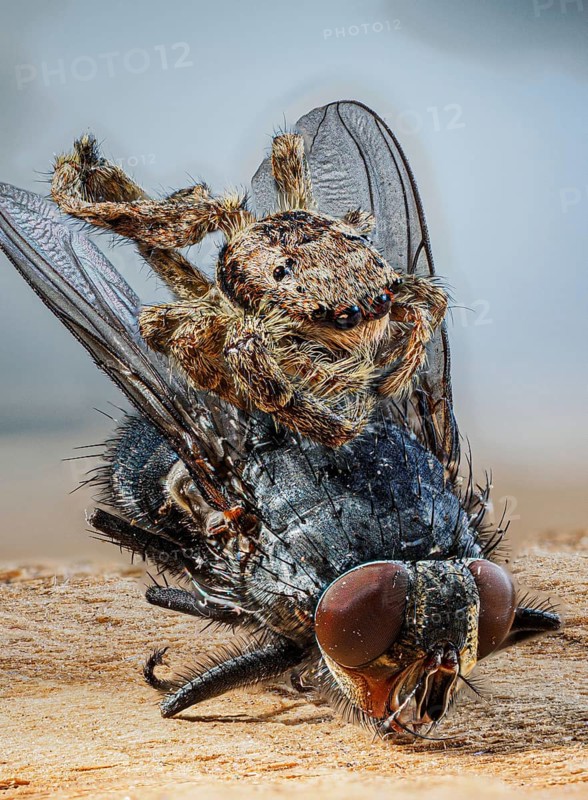Tan jumping spider
