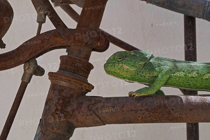Mediterranean chameleon