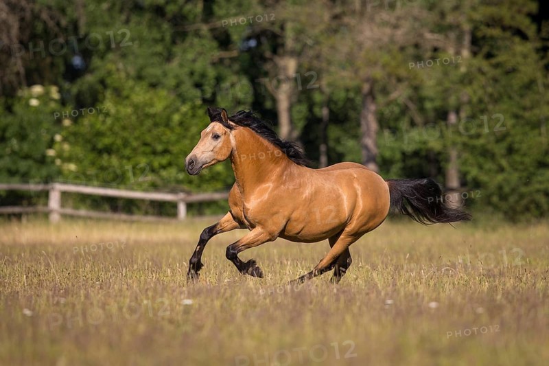 Pura Raza Espanola stallion dun at an exuberant gallop in the summer pasture