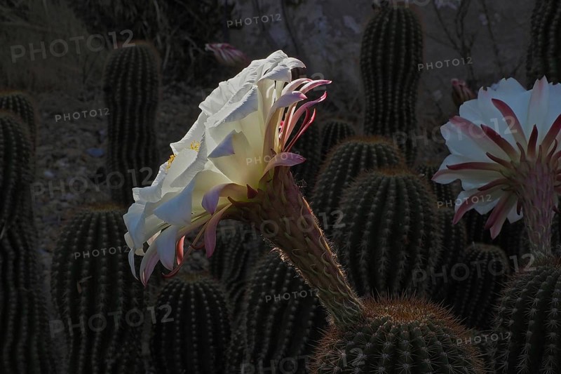 flower of queen of the night