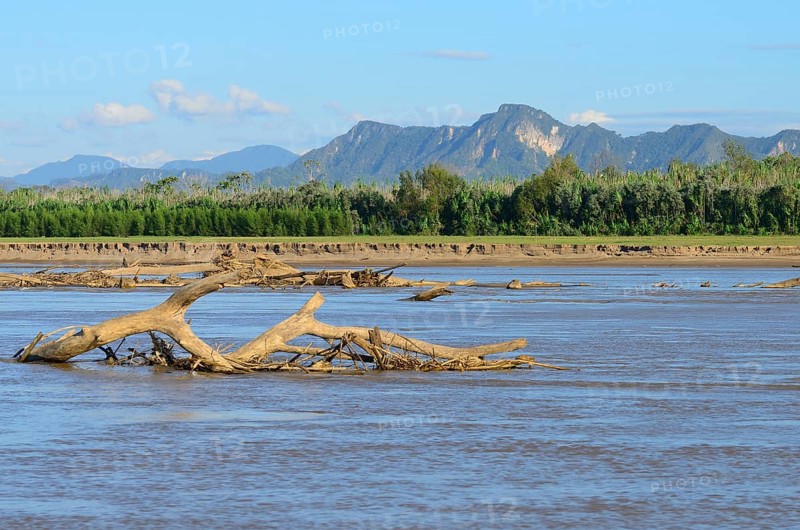Driftwood in the Rio Alto Beni