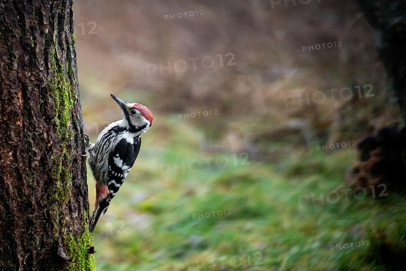 Middle-spotted woodpecker