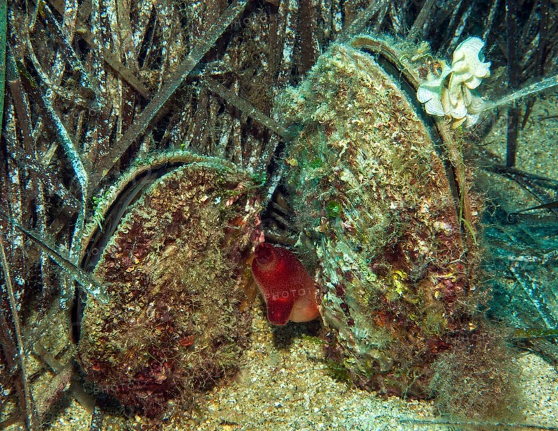 Two live specimens of