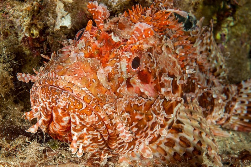 Close-up of head of red scorpionfish