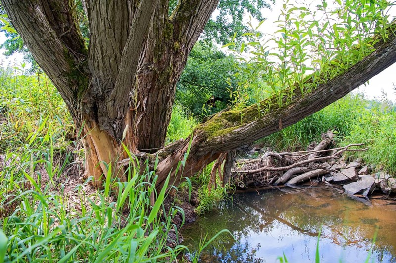 Tree with feeding marks directly at the beaver dam in sunshine