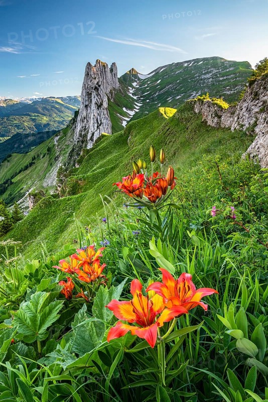 Fire lily