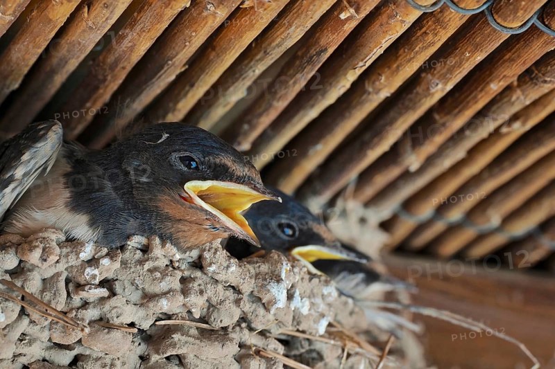 Two swallows sit fledged in the nest