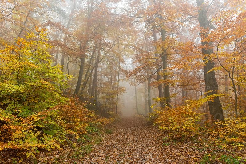 Beech