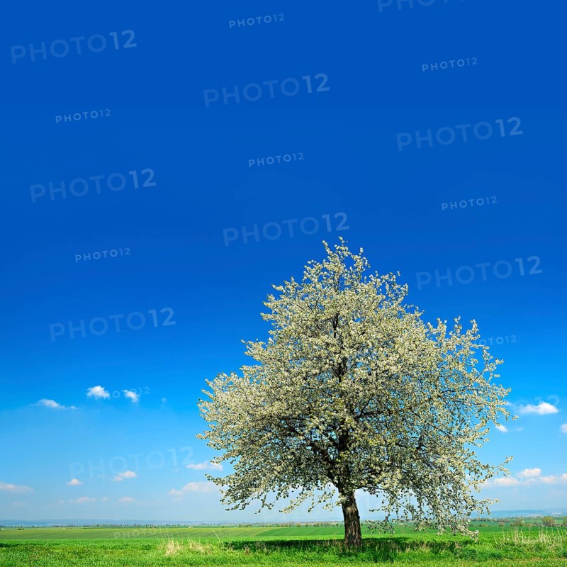 Green fields in spring