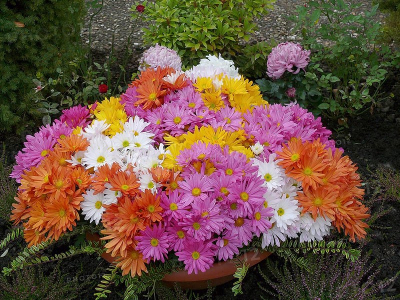 Aster arrangement in autumn