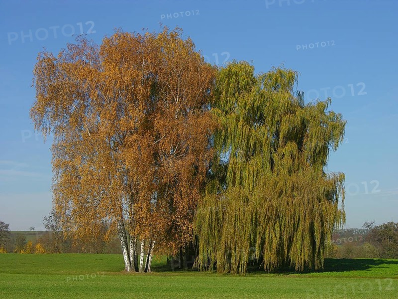 Birch and willow
