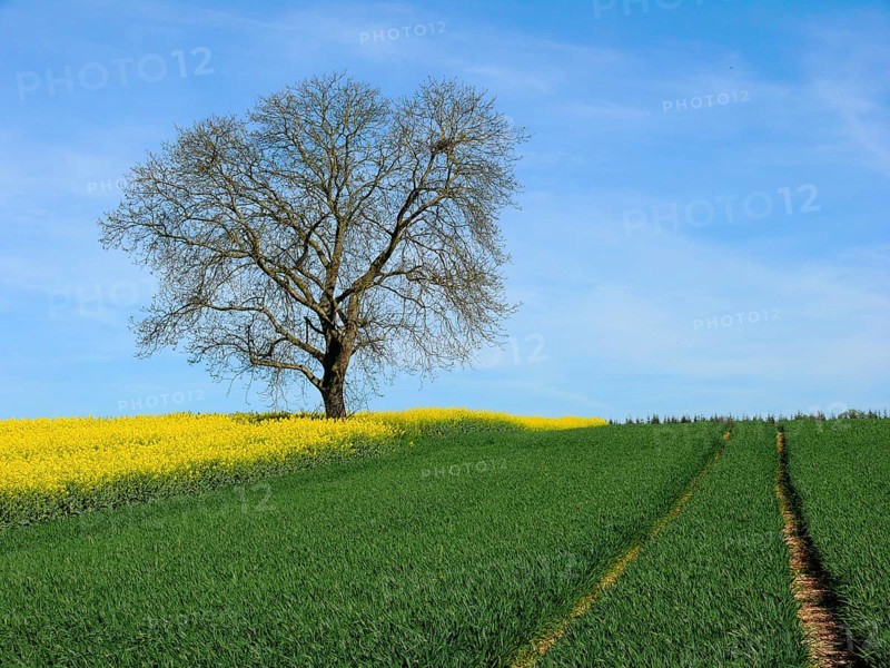 Bald walnut tree