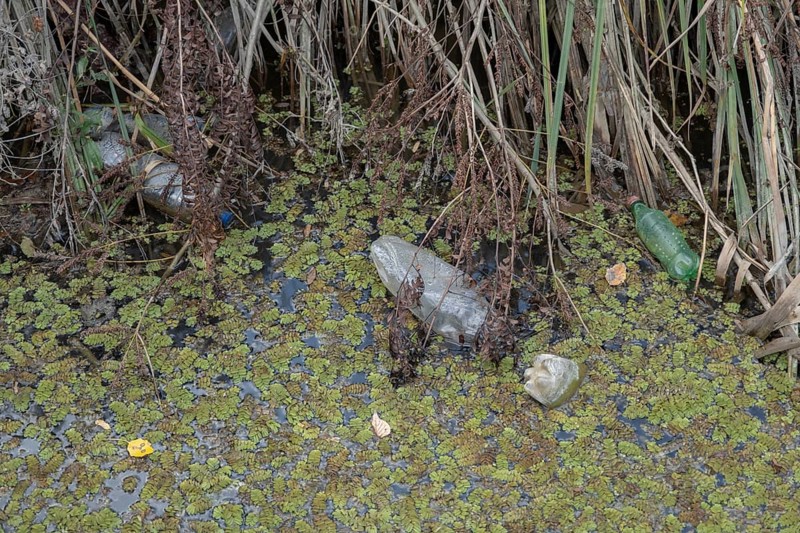 Plastic bottles swims on Floating Watermoss