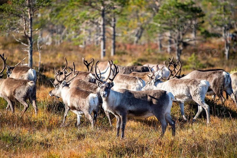 Reindeer