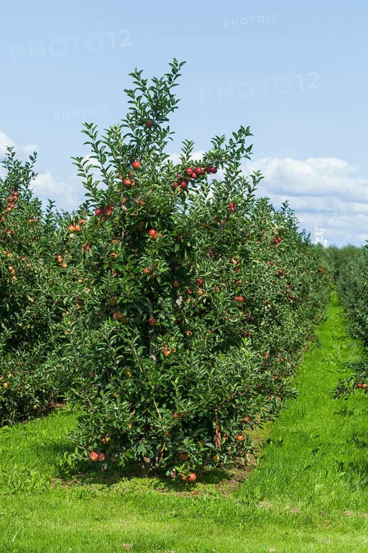 Apple orchard