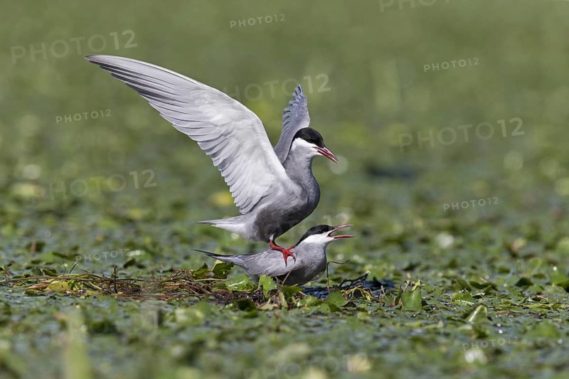 Whiskered Tern
