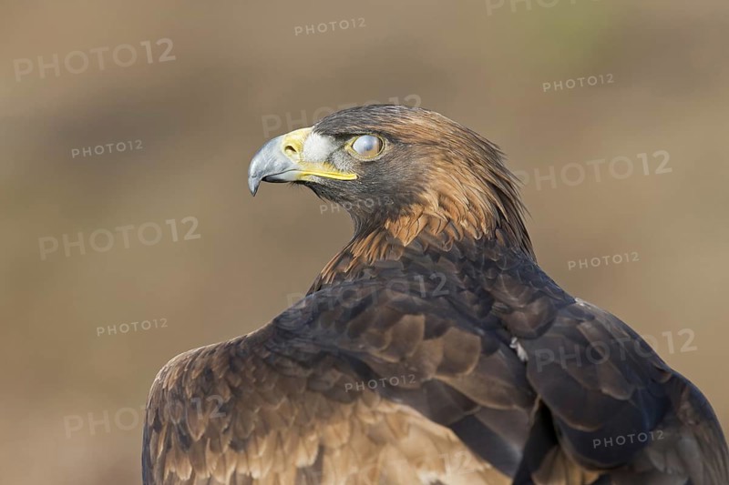 Golden Eagle