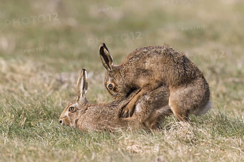 European Hare