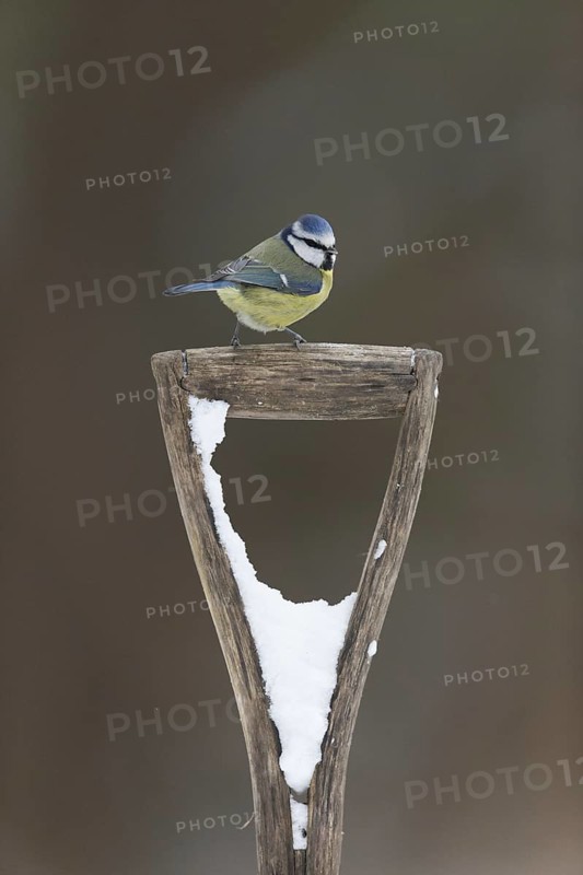Blue Tit