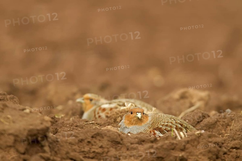 Grey Partridge