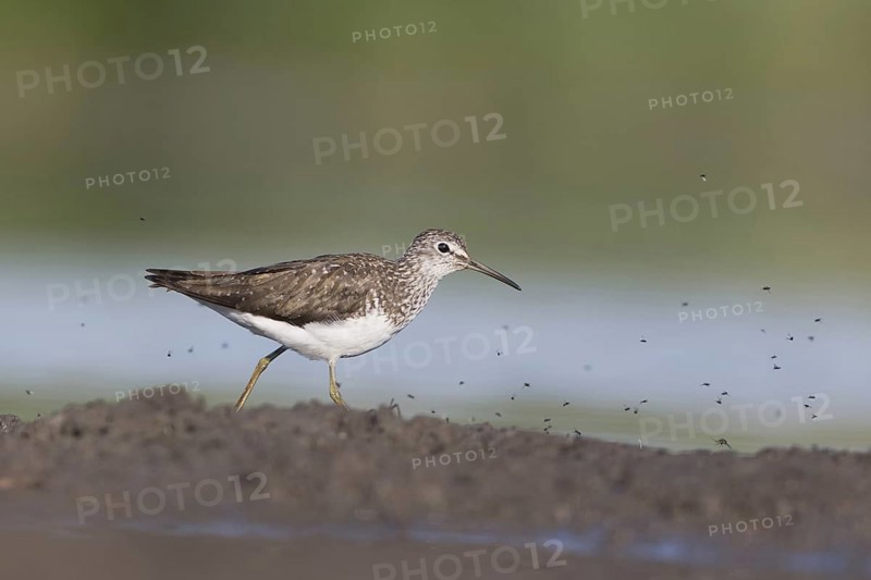 Green Sandpiper