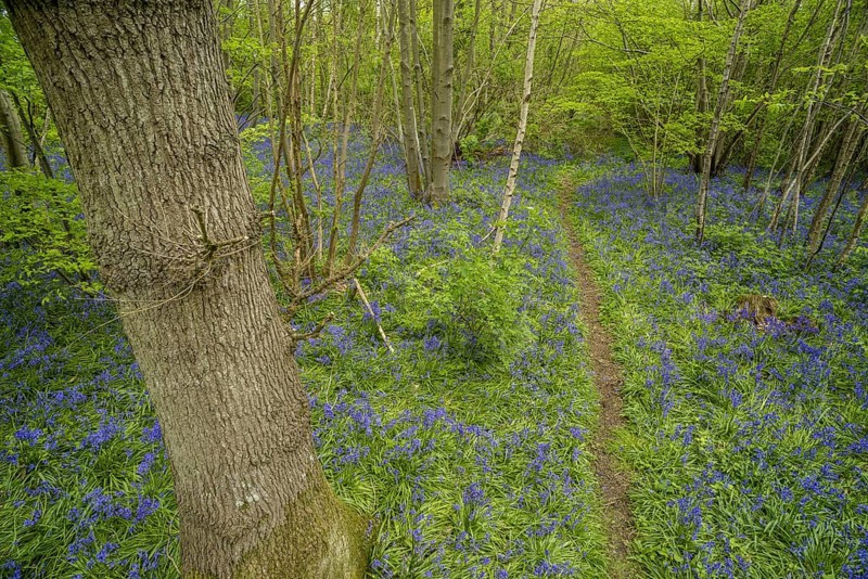 Common Bluebell