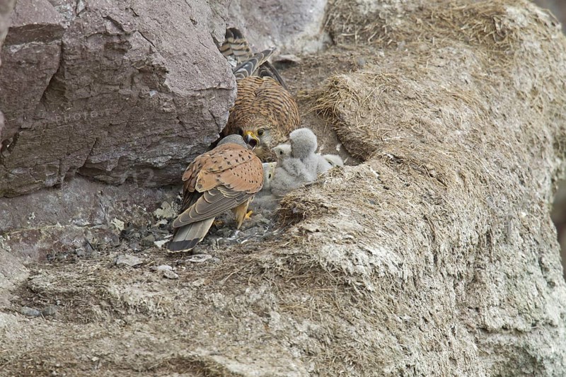 Common Kestrel