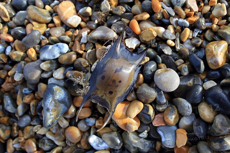 Thornback Ray
