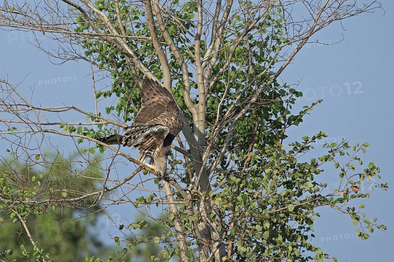 Changeable Hawk-eagle