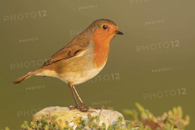 European Robin