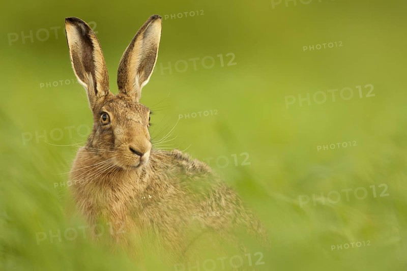 European Hare