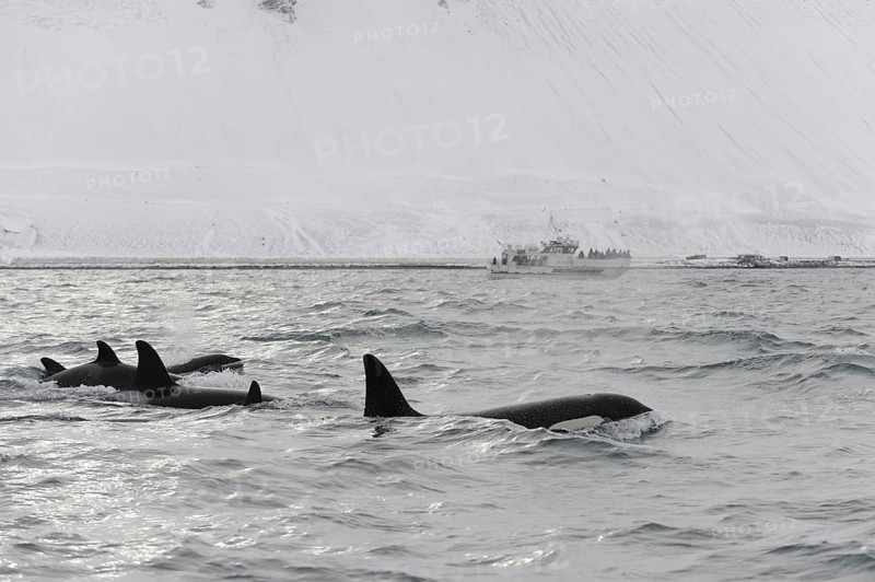 North Atlantic Killer Whale